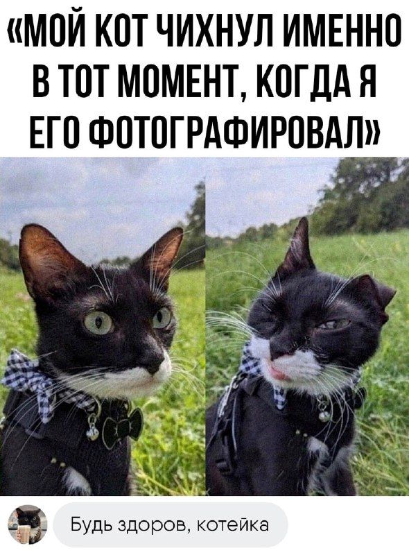 МОЙ КОТ ЧИХНУЛ ИМЕННО В ТОТ МОМЕНТ КОГДА Я ЕП ФПТОГРАФИРПВАЛ Будь здоров котейка