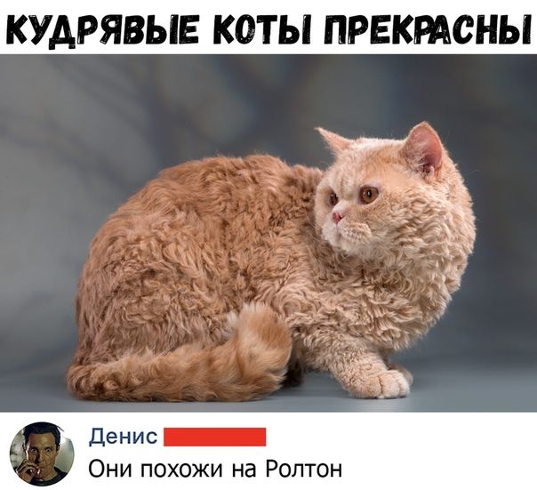 КУАРЯВЫЕ КОТЫ ПРЕКРАСНЫ денис _ Они похожи на Роптон
