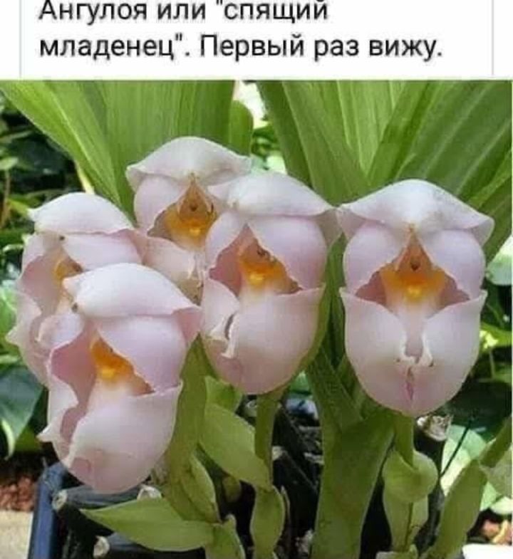 нгупоя или спящим младенец Первый раз вижу