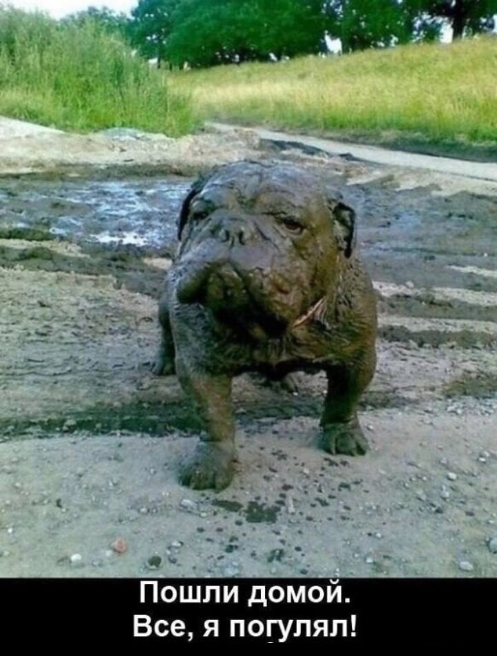 Пошли домой Все я погулял