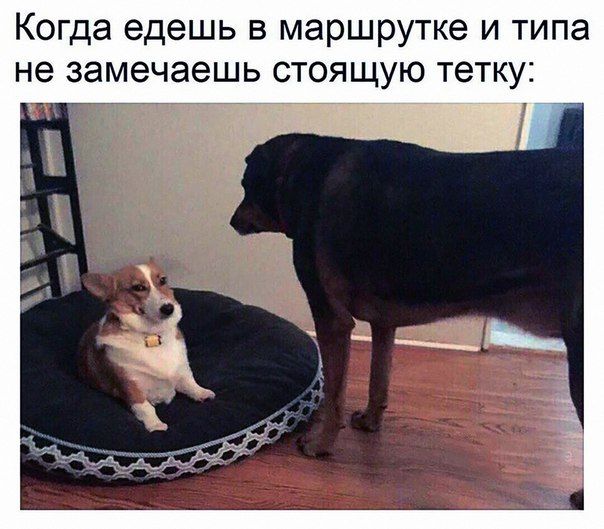 Когда едешь в маршрутке и типа не замечаешь стоящую тетку