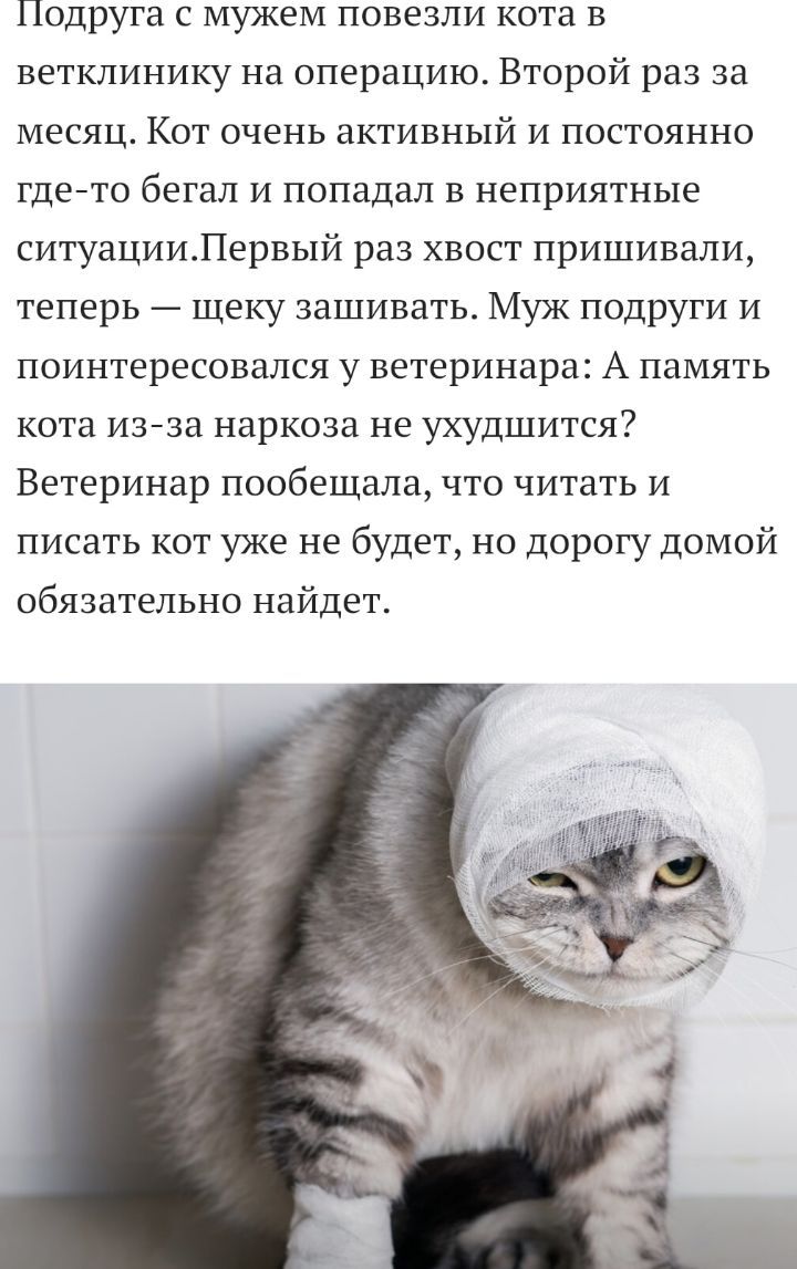 Подруга с мужем повезли кота в ветклинику на операцию Второй раз за месяц Кот очень активный и постоянно где то бегал и попадал в неприятные ситуацииЛервый раз хвост пришивали теперь щеку зашивать Муж подруги и поинтересовался у ветеринара А память кота изеза наркоза не ухудшится Ветеринар пообещала что читать и писать кот уже не будет но дорогу домой обязательно найдет