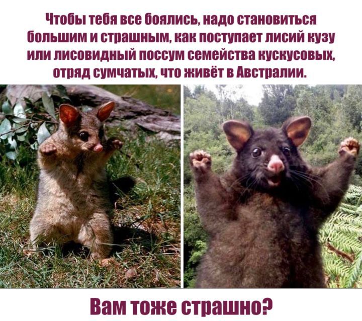 Чтппы тебя все ііштпитп надо становиться пппьшим и втпашиым наи наступает лисий киви ипи пиппвидиый пппвтм пмвйппа иувнувпныи птппд сумчатых чтп живёт в питании ВБМ тоже БТПВШИЮ