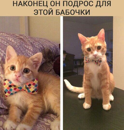 НАКОНЕЦ он подрос для этой БАБОЧКИ