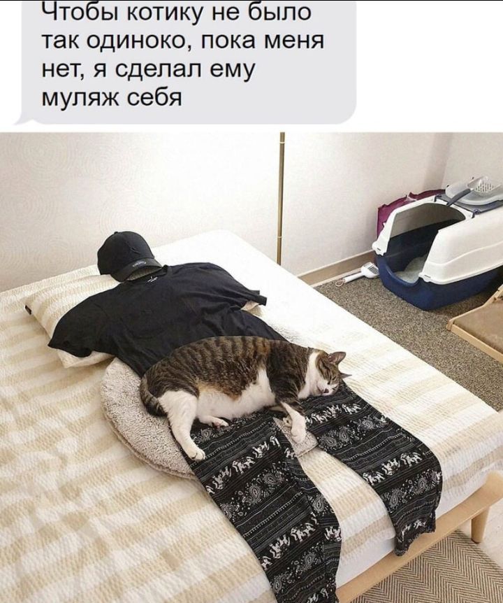 то ы котику не ыпо так одиноко пока меня нет я сделал ему муляж себя