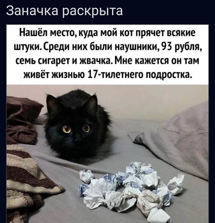 Заначка раскрыта Нашёл место куда мой кот прячет всякие штукиСреди них были наушники93 рубля семь сигарет и жвачка Мне кажется он чам живёт жизнью 17тилетнею подростка