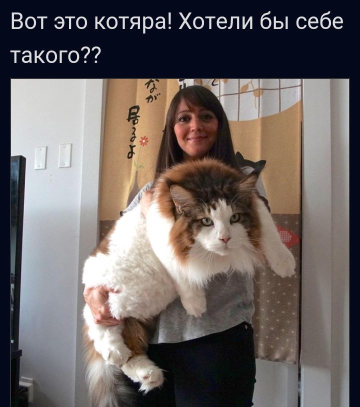 Вот это котяра Хотели бы себе такого