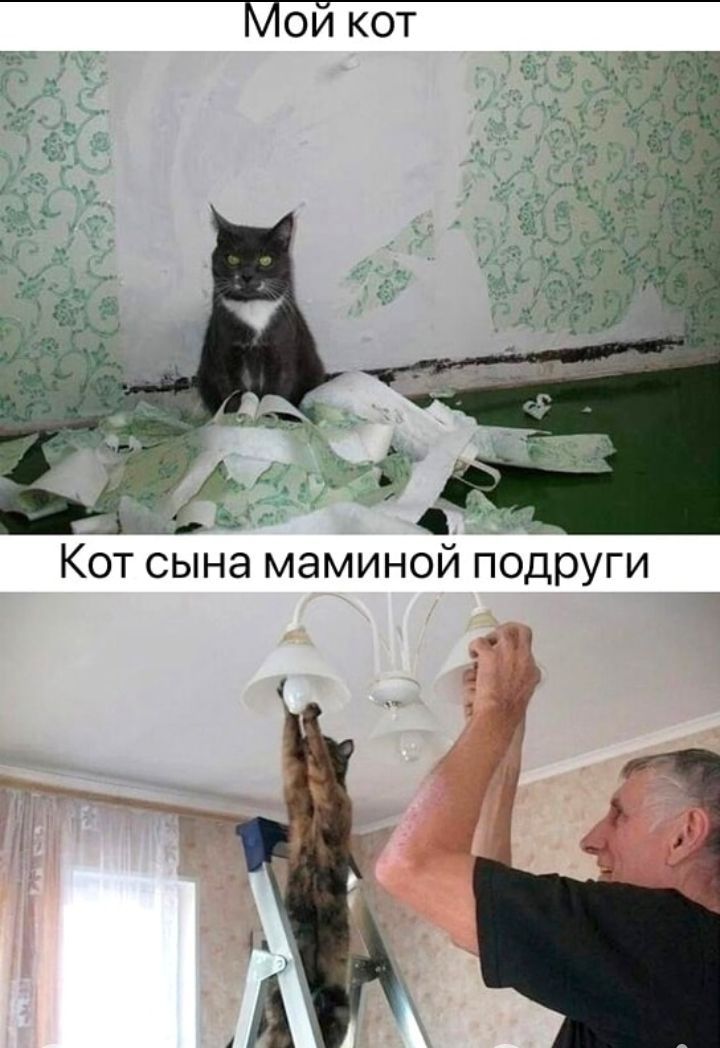 Мой кот