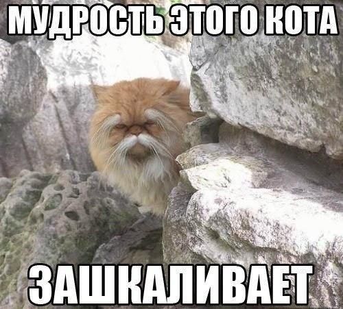 ЛЬ ЭТОГО КОТА г х