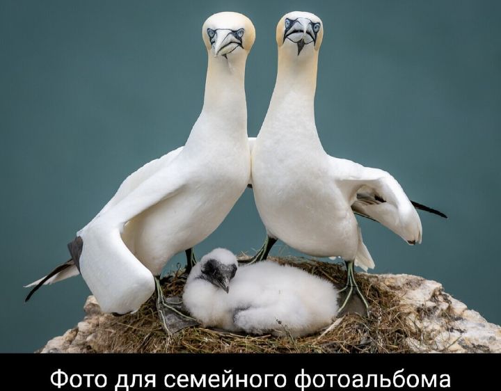 Фото для семейного фотоальбома
