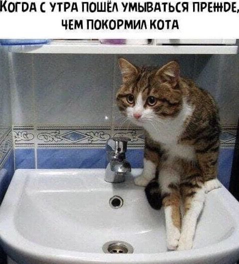 ОГОА С УТРА ПОШЁЛ МЫВАТЬСЯ ПРЕНЮЕ ЧЕМ ПОКОРМИА КОТА