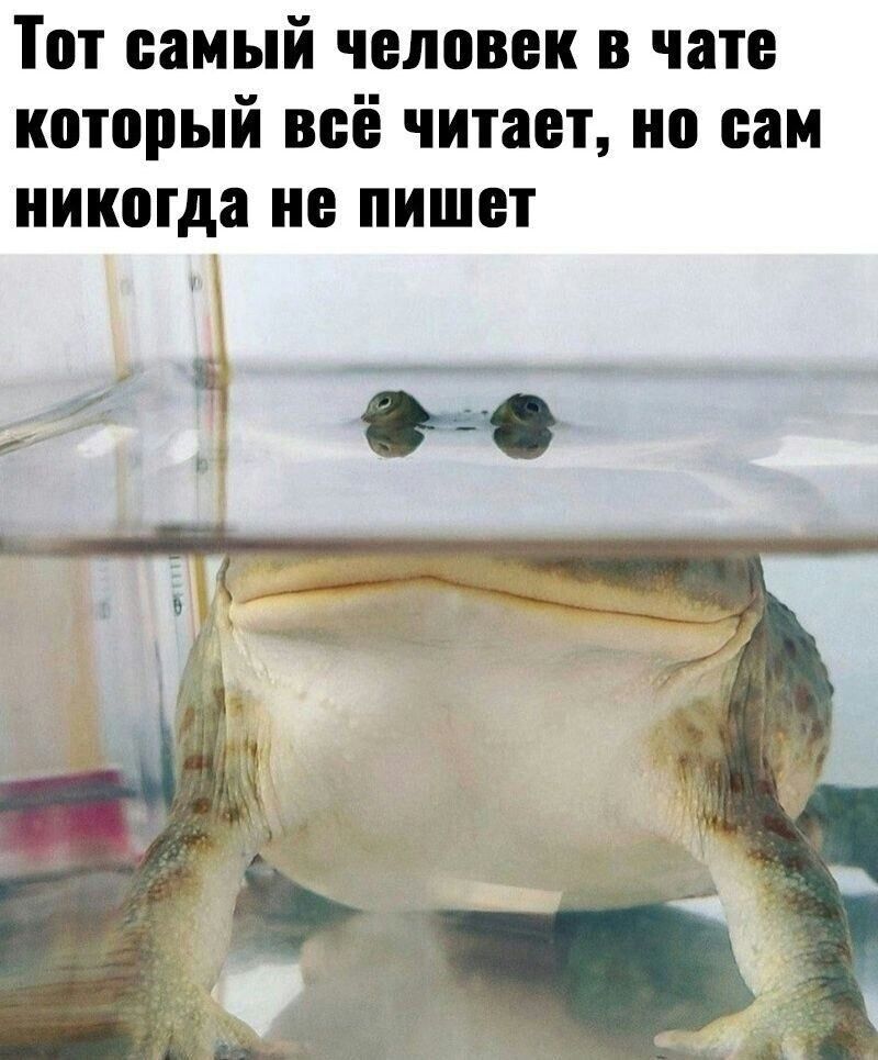 Тот самый человек в чате который всё читает но сам никогда не пишет