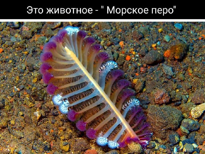 Это животное Морское перо