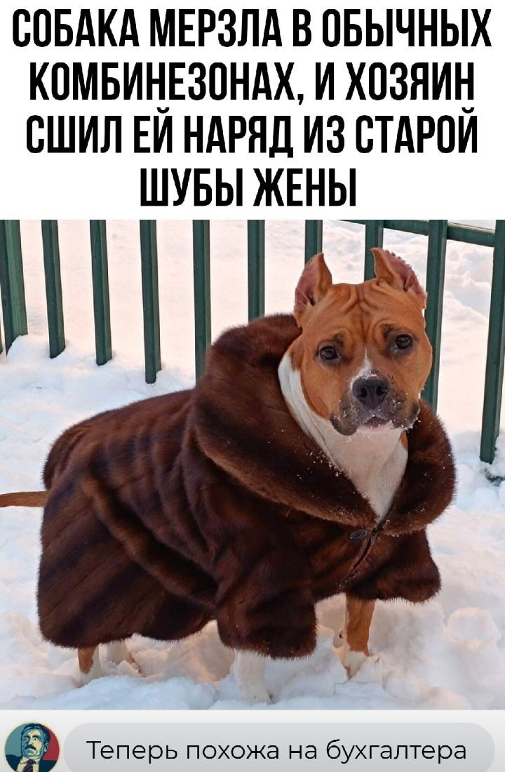 СОБАКА МЕРЗЛА В ПБЫЧНЫХ КОМБИЦЕЗОНАХ И ХОЗЯИН ВШИЛ ЕИ НАРЯД ИЗ СТАРПИ ШУБЫ ЖЕНЫ пп х_ Теперь похожа на бухгалтера