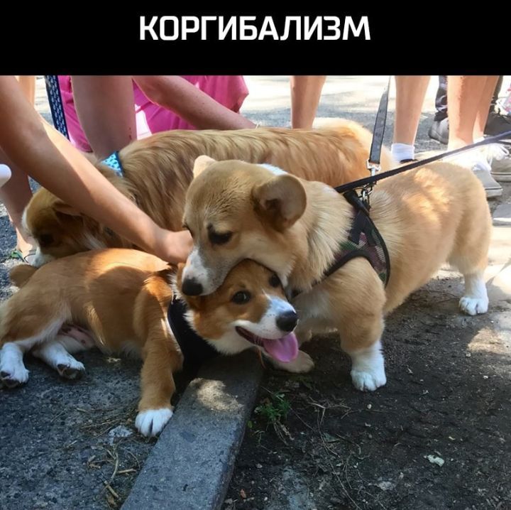 КПРГИБАЛИЗМ