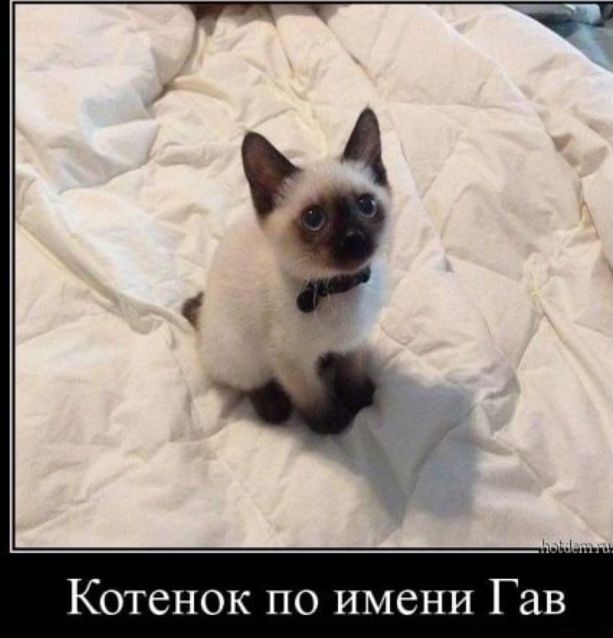 Котенок по имени Гав