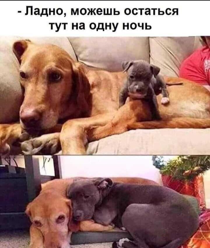 Падно можешь остаться тут на одну ночь