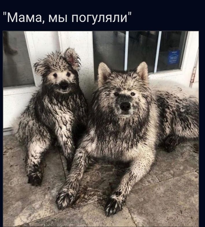 МЫ ПОГУПЯЛИ Мама