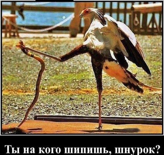 ШИПИШЬ ШНУ