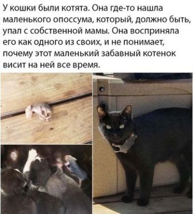 У кошки были котята Она гдегто нашла маленького опоскума который должно бытъ упал с собственной мамы Она восприняла его как одного из своих и не понимает почему этож маленький забавным ктенок висит на нем все время