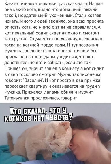 Как то тётенька знакомая рассказывала Нашла она как то кота видно по домашний рыжий такой мордатенький ухоженный Стали хозяев искатьт Много людей звонили она всех просила описать кота но никто этим не справлялся А кот печальный ходит сядет на окна и нитрит так грустно Скучает кот по хозяину вселенская тоска на котячей морде прям и тут позвонил мужчина внешность кото описал точно и был приглашен в 