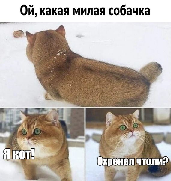 Ой какая милая собачка д