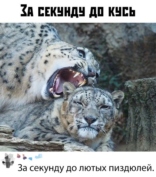 Зи пвкнндн дп кинь За секунду до лютых пиздюлей