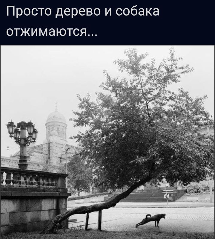 Просто дерево и собака отжимаются