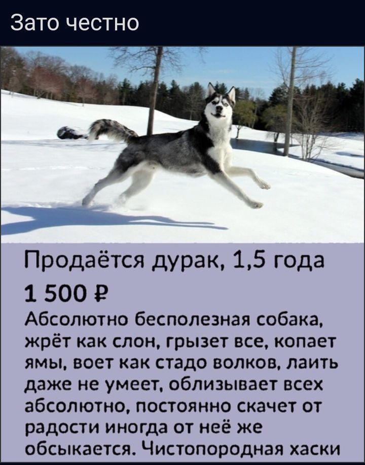 Зато честно Продаётся дурак 15 года 1 500 В Абсолютно бесполезная собака жрёт как слон грызет все копает ямы воет как стадо волков лаить даже не умеет облизывает всех абсолютно постоянно скачет от радости иногда от неё же обсыкается Чистопородная хаски