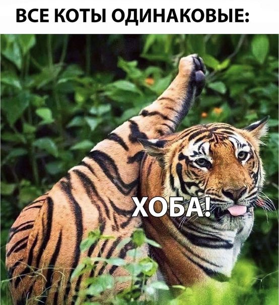 ВСЕ КОТЫ ОДИНАКОВЫЕ