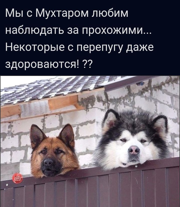 Мы с Мухтаром любим наблюдать за прохожими Некоторые с перепугу даже здороваются