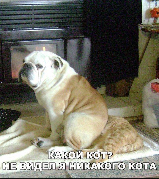 Щ 53