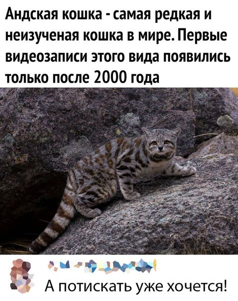 Андская кошка самая редкая и неизученая кошка в мире Первые видеозаписи этого вида появились только после 2000 года Шоч ТИСКЭТЬ уже ХОЧЕТСЯ