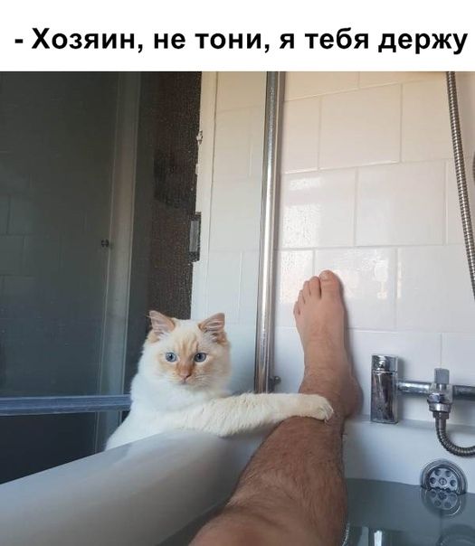 Хозяин не тони я тебя держу