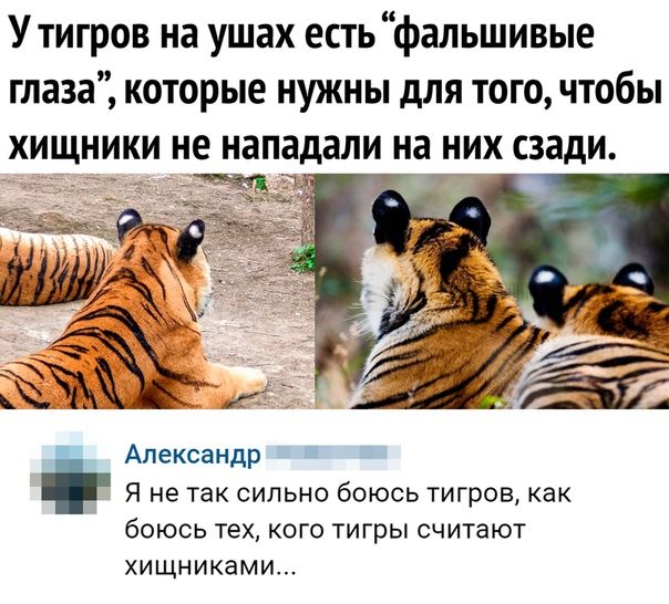 У тигров на ушах есть фальшивые глаза которые нужны для того чтобы хищники не нападали на них сзади Александр Я не так сильно боюсь тигров как боюсь тех кого тигры считают хищниками