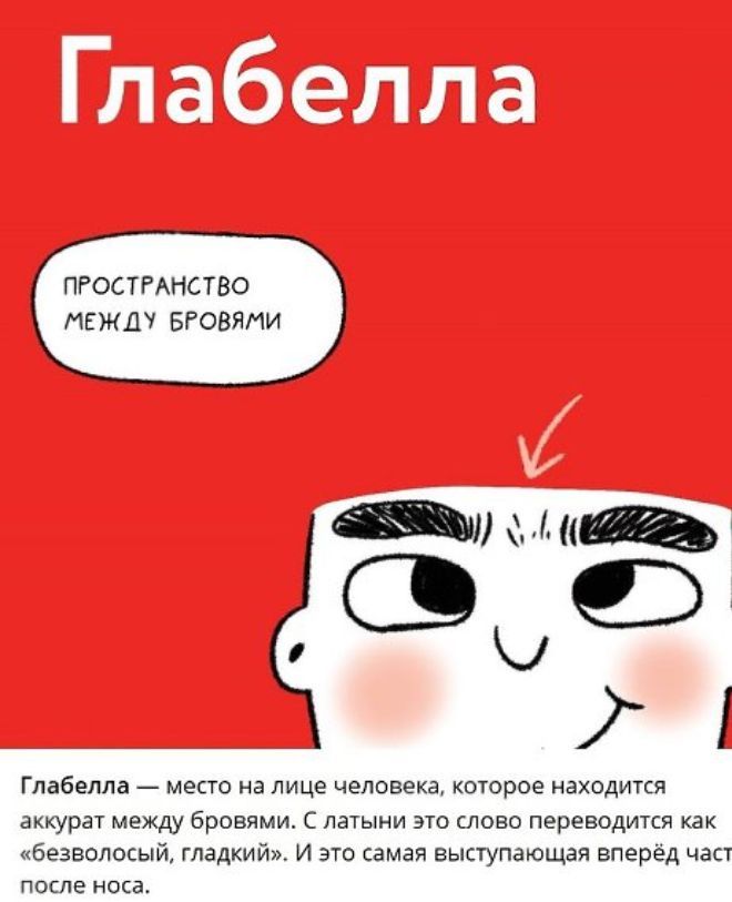 ПРОСТРАНСТВО МЕЖДУ вговями глабелла _ мест на лице человека когорае находигкя аккурат между бровями латыни это лова переводился как Безвцлосый гладкий и это самая выступающая вперед чаш после и