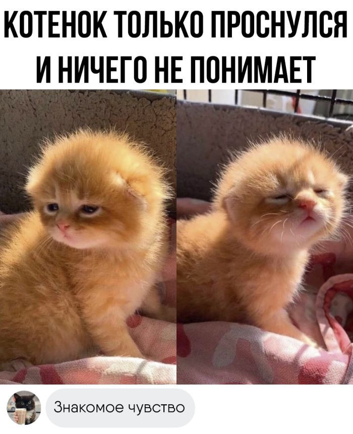 КОТЕНОК ТОЛЬКП ПРПСНУЛСЯ И НИЧЕГО НЕ ПОНИМАЕТ