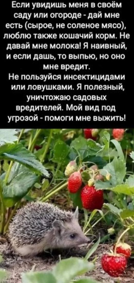 Если увидишь меня в своём саду или огороде дай мне есть сырое не соленое мясо люблю твюке кошачий корм Не давай мне молока я наивный и если дашь то выпью но оно мне вредит Не пользуйся инсектицидами или девушками Я полезный уничтожыо садовых вредителей Мой вид под угрозой помоги мне выжить