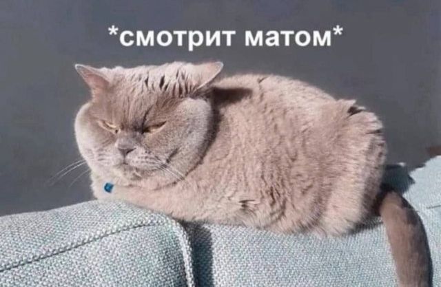 смотрит матом