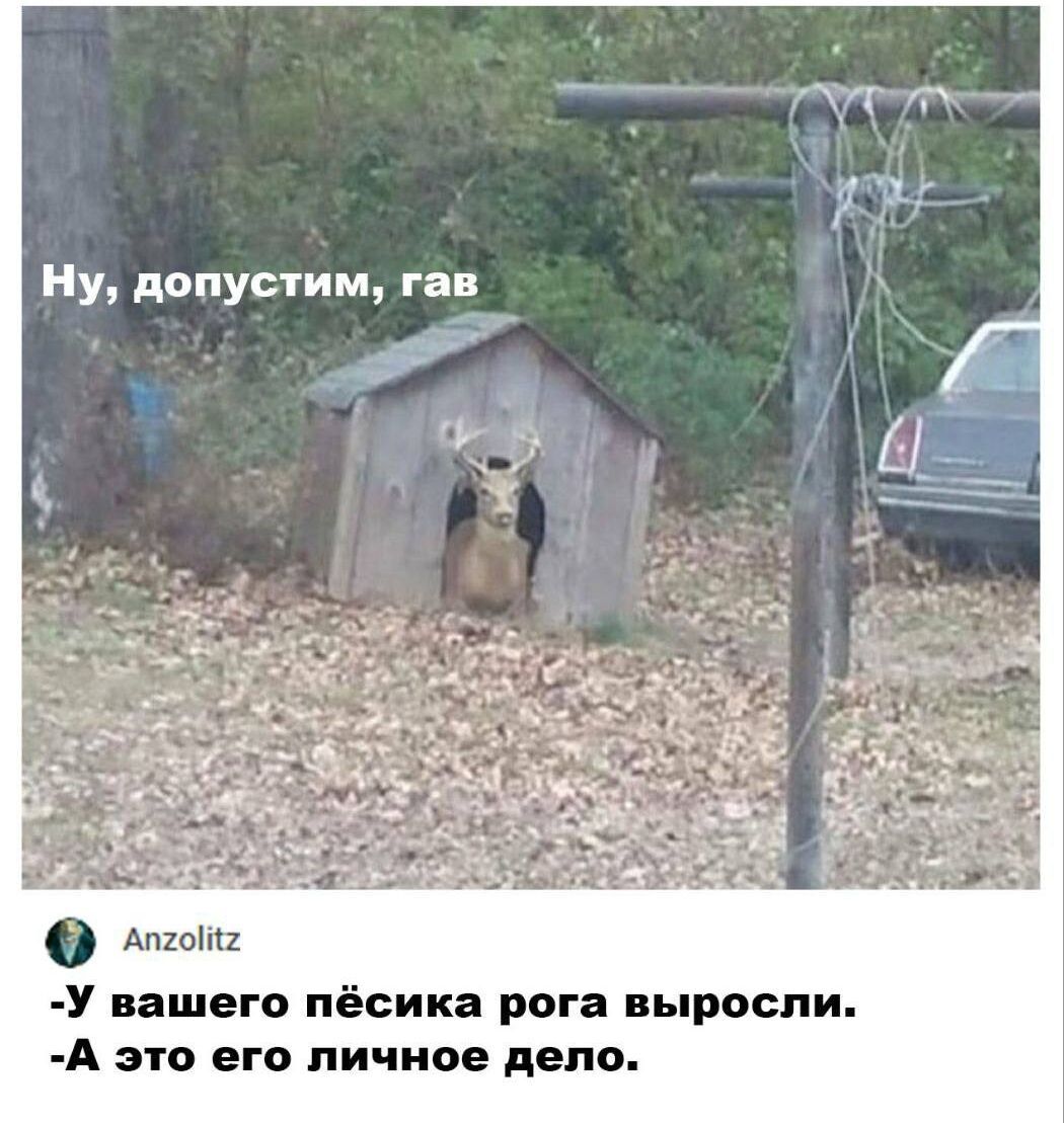 НУ допусгим гаи У нашего пёсика рога ыроспи А это его личное депо