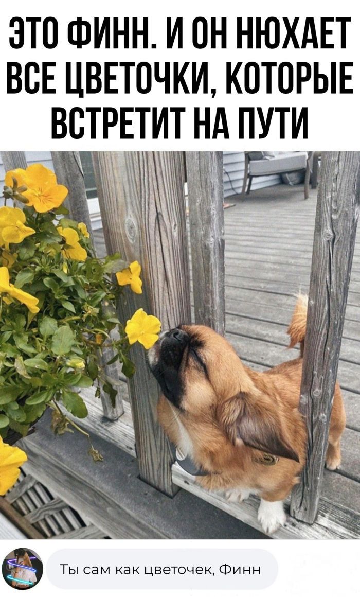 ЭТП ФИНН И он НЮХАЕТ ВСЕ ЦВЕТПЧКИ КОТОРЫЕ