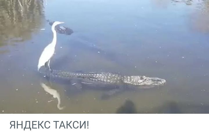 газ яндЕкс ТАКСИ