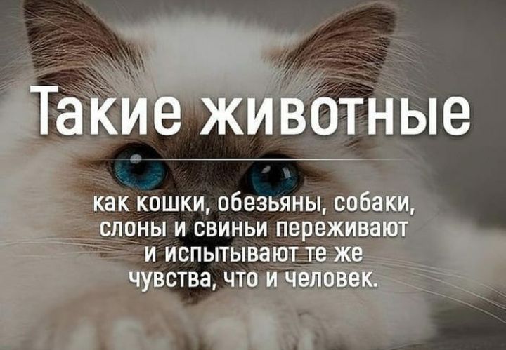 как КОШКИ обезьяны О ШШНЫ И СВИНЬИ пережи