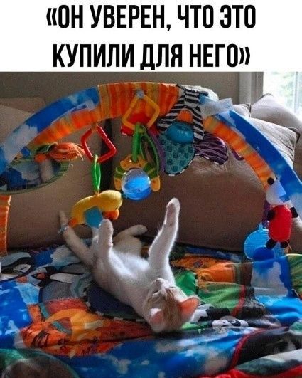 ОН УВЕРЕН ЧТО ЭТО КУПИЛИ ДЛЯ НЕГО