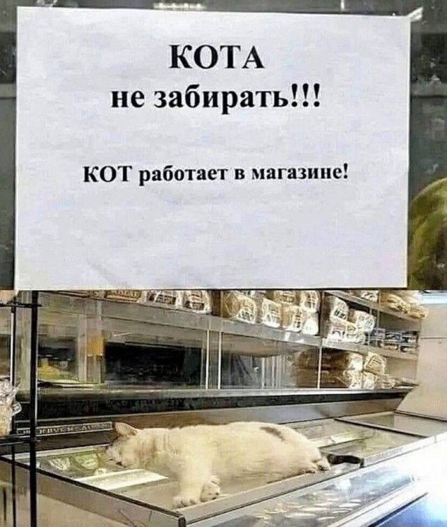 КОТА не забирать КОТ работает в магнит