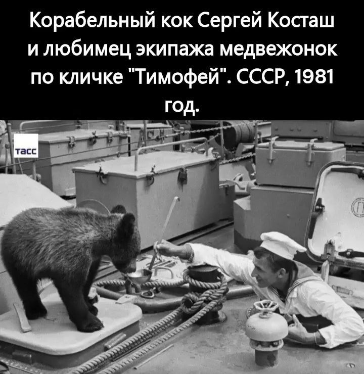 Корабельный кок Сергей Косташ и любимец экипажа медвежонок по кличке Тимофей СССР 1981