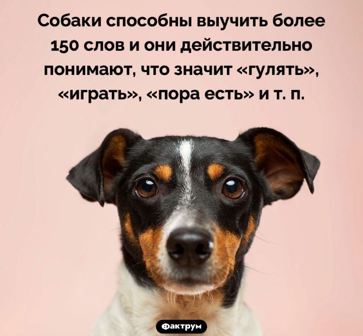 Собаки способны выучить более 150 слов и они действительно понимают что значит гулять играть пора есть и т п
