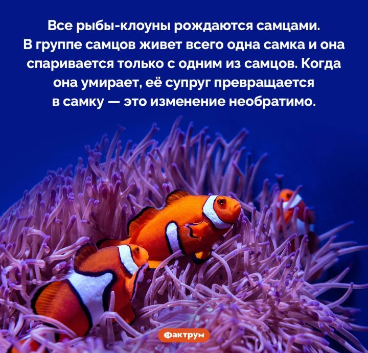 Все рыбы клоуны рождаются самцами В группе самцов живет всего одна самка и она спаривается только с одним из самцов Когда она умирает её супруг превращается