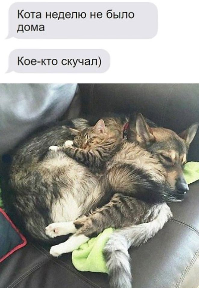 Кота неделю не было дома Кое кто скучал