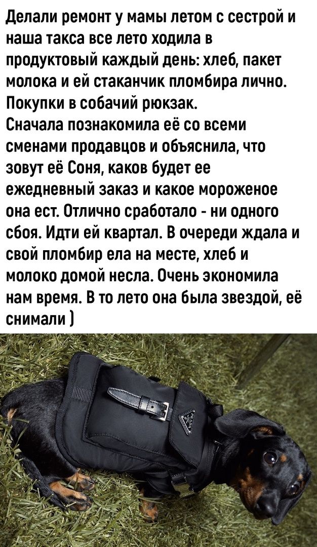 Делали ремонт у мамы летом с сестрой и наша такса все лето ходила в продуктовый каждый день хлеб пакет молока и ей стаканчик пломбира лично Покупки в собачий рюкзак Сначала познакомила её со всеми сменами продавцов и объяснила что зовут её Соня каков будет ее ежедневный заказ и какое мороженое она ест Отлично сработало ни одного сбоя Идти ей кварта